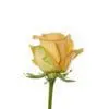 A yellow rose is shown with the stem bent.