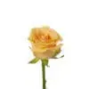 A single yellow rose with green stems and leaves.