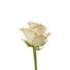 A single white rose with green stems and leaves.