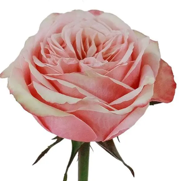 A pink rose is shown with the stem bent.