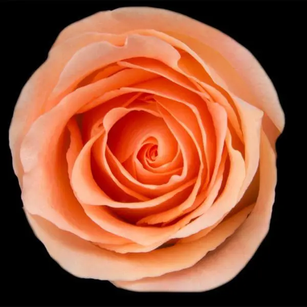 A close up of the center of an orange rose.