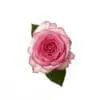 A pink rose with green leaves on a white background