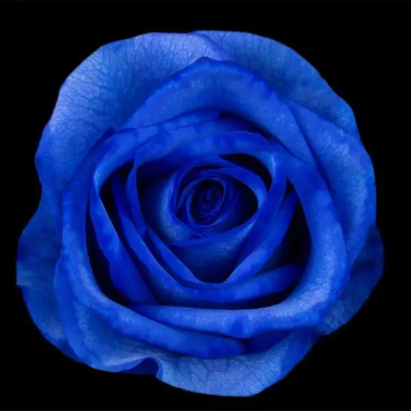 A blue rose is shown on the black background.