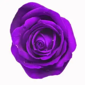 A purple rose is shown in this picture.