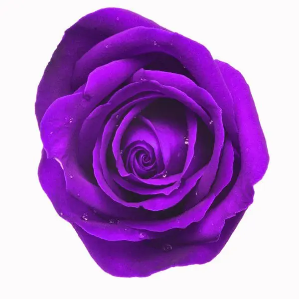 A purple rose is shown in this picture.