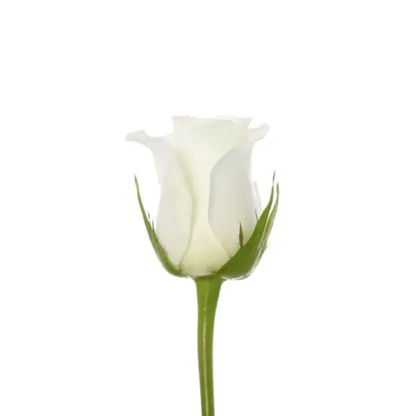 A white rose with green stems and leaves.