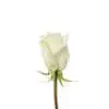 A white rose is shown with no leaves.