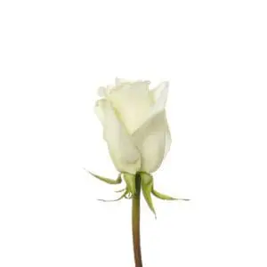 A white rose is shown with no leaves.