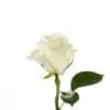 A white rose with green leaves on it.