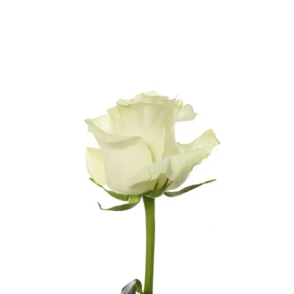 A white rose is shown with the stem bent.