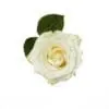 A white rose with green leaves on it.