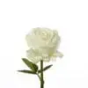 A white rose with leaves on it.