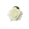 A white rose with green leaves on top of it.