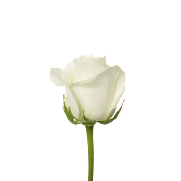 A white rose is shown with the stem bent.