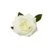 A white rose with green leaves on it.