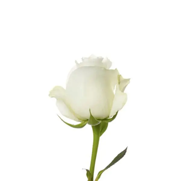 A white rose is shown with leaves.