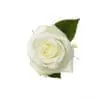 A white rose with green leaves on it.