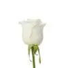 A white rose with green stems and leaves.