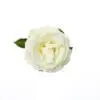 A white rose with green leaves on top of it.