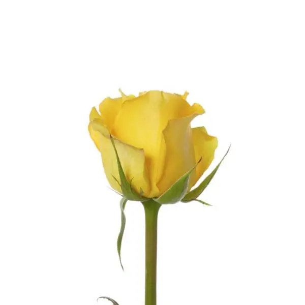 A yellow rose with green stems and leaves.