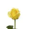 A yellow rose with leaves on the stem.