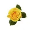 A yellow rose with green leaves on the stem.