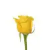 Single yellow rose on a white background.