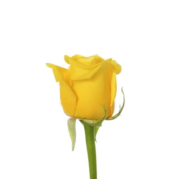 Single yellow rose on a white background.