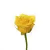 A yellow rose is shown on a white background.