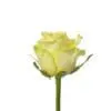 A yellow rose is shown on a white background.