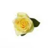 A yellow rose with green leaves on it.