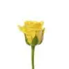 A yellow rose with green leaves on it.