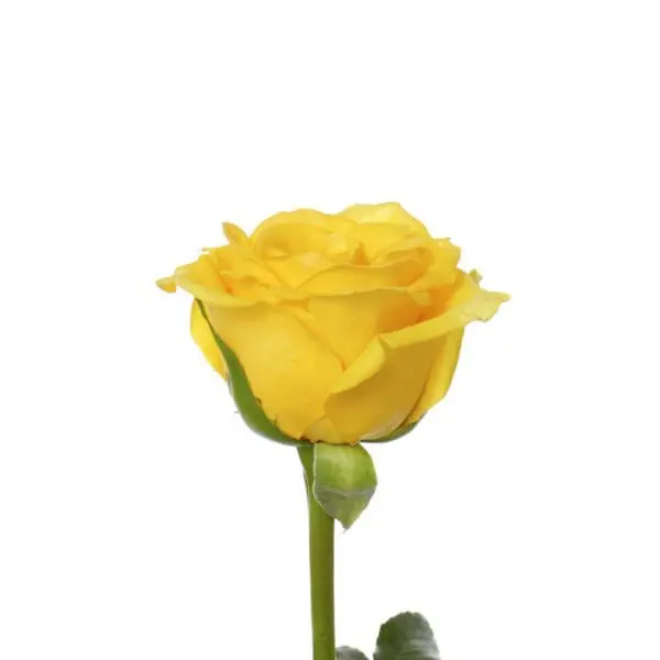 A yellow rose is shown with the stem bent.