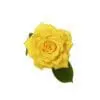 A yellow rose with leaves on top of it.