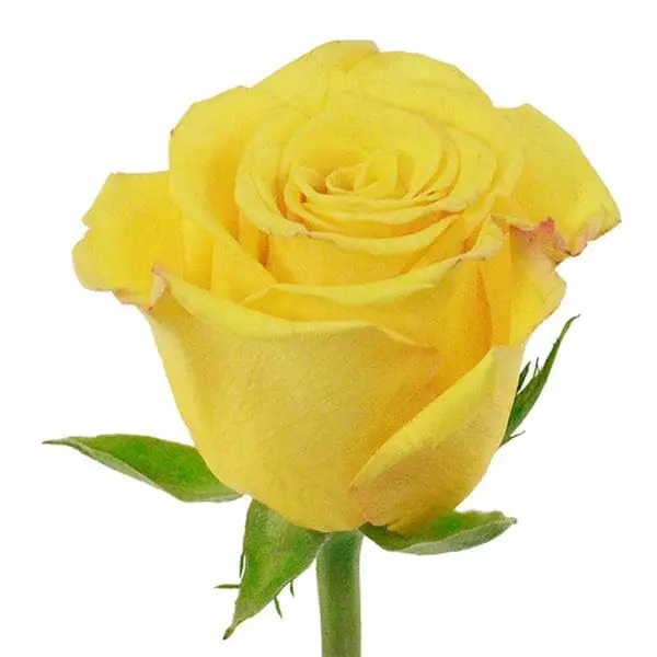 A yellow rose with green leaves on it.