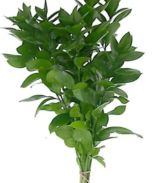 A plant that is green and has leaves.