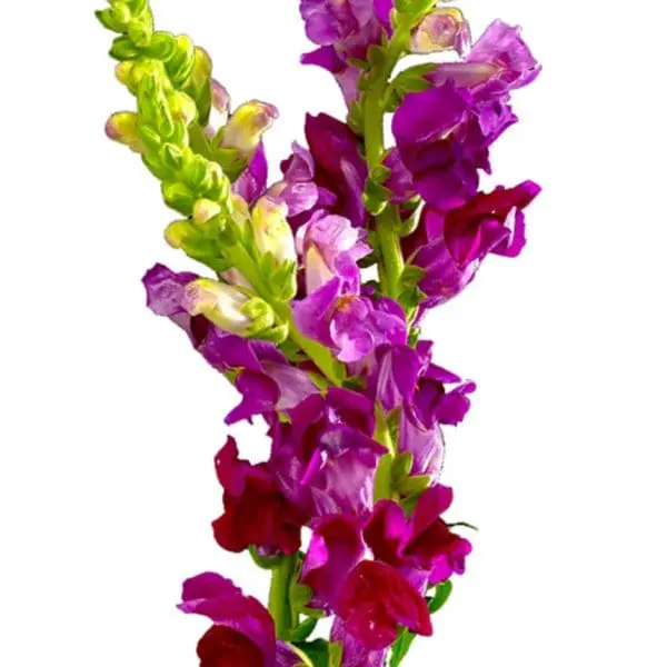 A close up of purple flowers on a white background