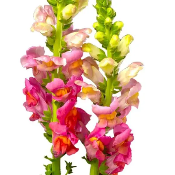 A close up of flowers with white background