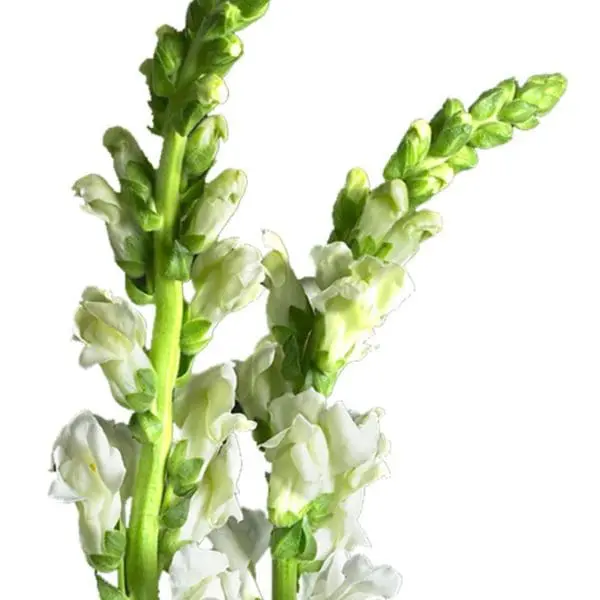 A close up of some flowers on a white background