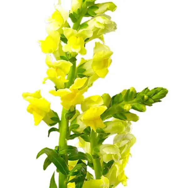 A yellow flower with green leaves on it.