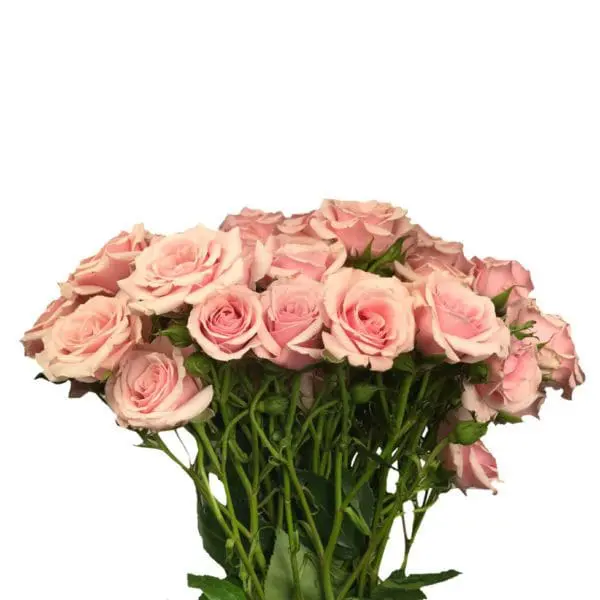 A bouquet of pink roses in a vase.