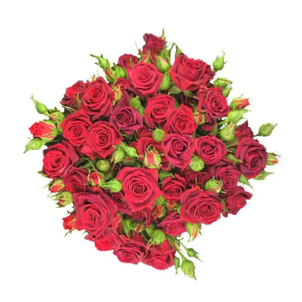 A bouquet of red roses on top of a white background