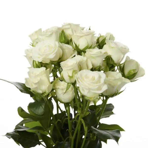 A close up of white roses in a vase