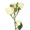 A close up of some white roses on a stem