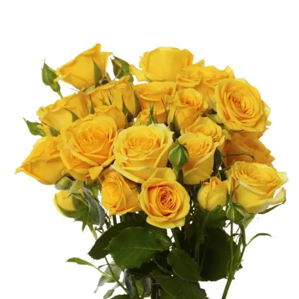 A bouquet of yellow roses on a white background