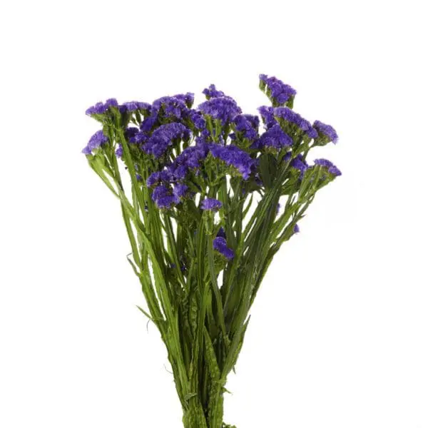 A bunch of purple flowers are in a vase.