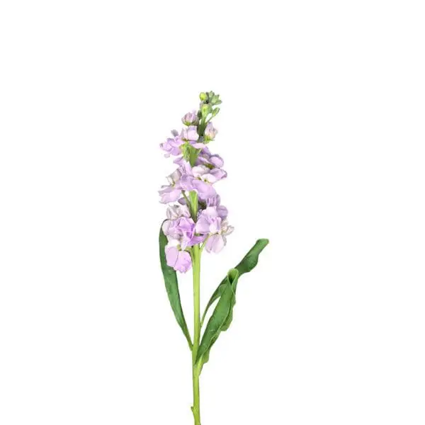 A purple flower with green leaves on a white background