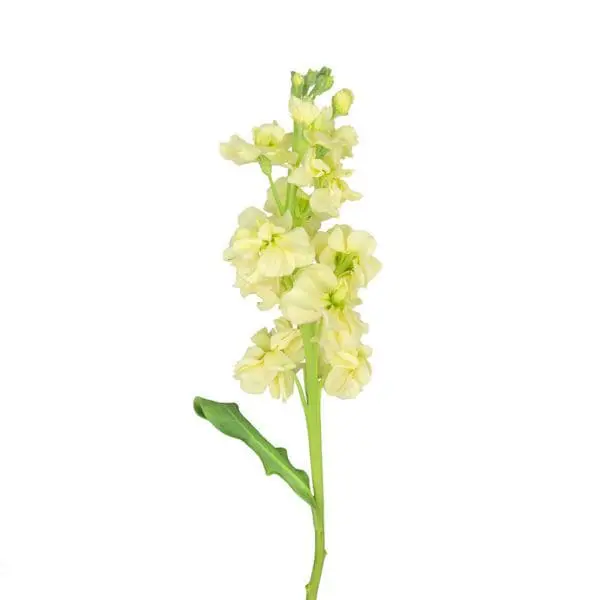 A stalk of yellow flowers on a white background