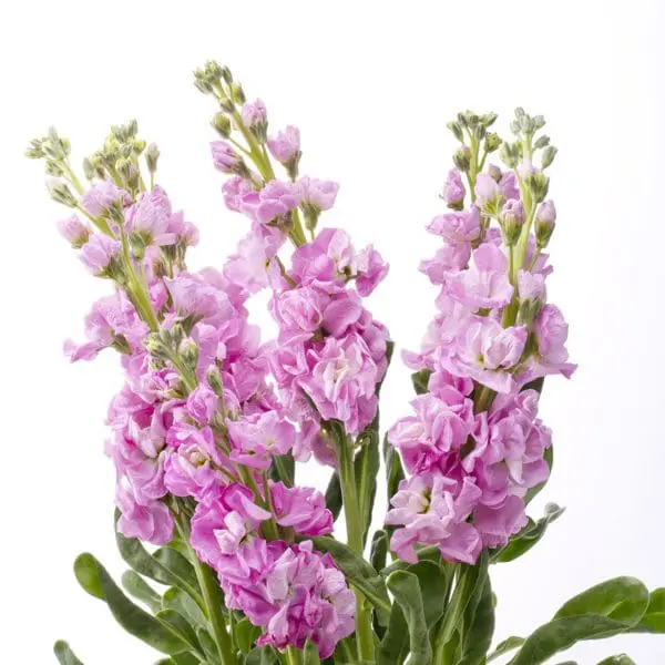 A close up of some purple flowers on a white background