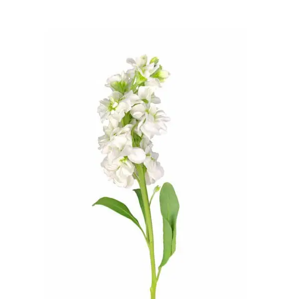 A white flower with green leaves on it.